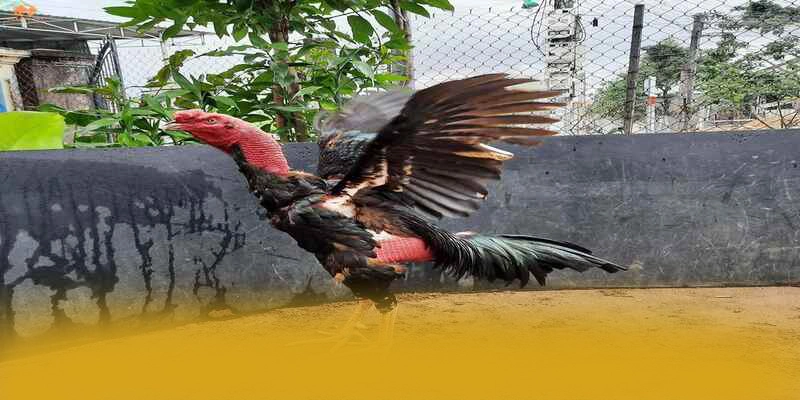 Hệ thống chăm sóc khách hàng tại BET88 Hệ thống chăm sóc khách hàng tại BET88